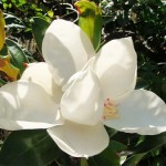 Magnolia grandiflora “Little Gem”