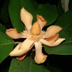 มณฑาสวรรค์ “Chinese Evergreen Magnolia” live in Thailand !!!
