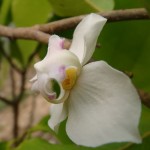 พรหมขาว (Mitrephora alba)