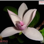 จำปีแดง จำปาแดง Magnolia x soulangeana