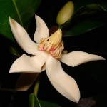 มณฑาภูจอง Magnolia “Phujong Nayoi”
