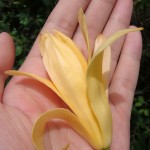 จำปีสีนวล Magnolia “Sinuan”