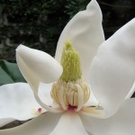 แมกโนเลียดอกใหญ่ ++ Magnolia grandiflora