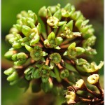 ต้างหลวง – Trevesia palmata