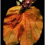 ใบไม้สีทอง ++ Bauhinia aureifolia