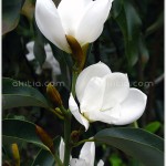 จำปีจีน – Magnolia maudiae var. platypetala