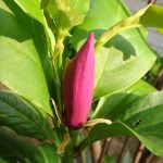 จำปีแดง => “Magnolia x soulangeana”