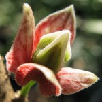 แอบรัก Goethea strictiflora