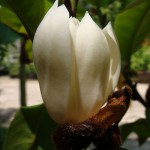 จำปีแขกหลวง Magnolia x foggii