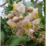 โนรา ~~ Hiptage benghalensis ssp. benghalensis
