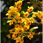 เอื้องคำตาดำ – Dendrobium chrysotoxum var. suavissimum