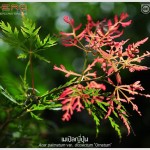 เมเปิลญี่ปุ่น ++ Acer palmatum var. dissectum ‘Ornatum’