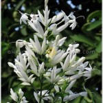 เทียนขาว – Whitfieldia elongata