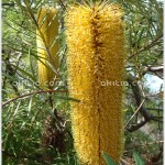 แบงค์เซีย ++ Banksia spinulosa