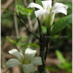พุดน้ำ – Gardenia hydrophila